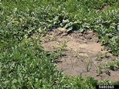 Fusarium wilt symptoms on watermelon