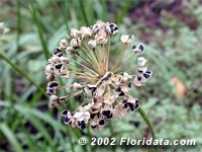 Seedhead of the Garlic Chive