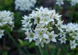 Allium tuberosum in Warsaw University Botanical Garden