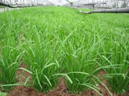 Garlic chives (Allium tuberosum)