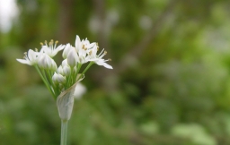 A Tiny Bouquet