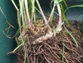 Garlic chives Allium tuberosum