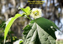 Physalis angulata L.