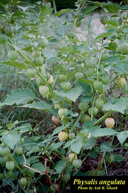 Physalis angulata