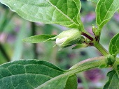 Physalis angulata L.