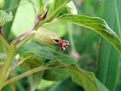 Physalis angulata L.