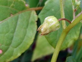 Physalis angulata L.