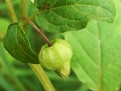 Physalis angulata L.