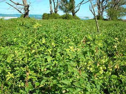 Physalis angulata (Husk tomato), Habit, Mokuauia, Oahu, Hawai'i