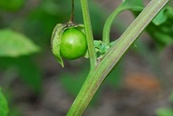 Physalis angulata, Stem and fruit. Stem glabrous, berry green.