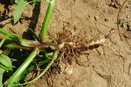 Physalis angulata L. Roots