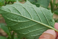 Leaf lower surface