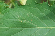 Leaf upper surface