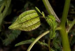 Physalis angulata L.