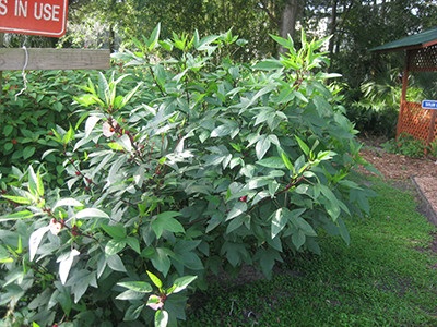 Roselle plant