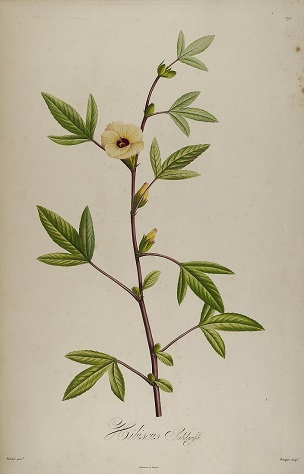 Illustration of Hibiscus sabdariffa