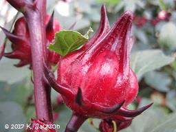 Hibiscus sabdariffa calyx