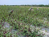 Harvesting roselle planted on bris (sandy) soils