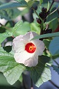 Roselle Hibiscus sabdariffa