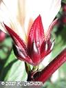 Hibiscus sabdariffa flower