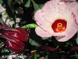 Hibiscus sabdariffa flower
