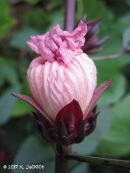 Hibiscus sabdariffa calyx