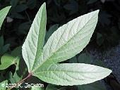 H. sabdariffa leaf