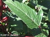 H. sabdariffa leaf
