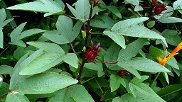 Hibiscus sabdariffa. Common names: Roselle.