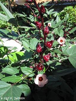 Hibiscus sabdariffa habit