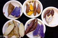 Five different sweetpotato varieties grown in Hawai‘i