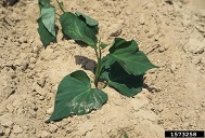 Recently transplanted sweetpotato