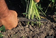 Cutting sweetpotato slips above the soil line helps eliminate soilborne diseases such as scurf. May 1998