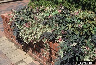 Ornamental sweetpotato leaf types in a planter. August 1999