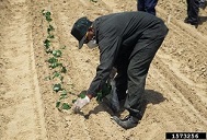 Transplanting sweetpotato slips for a micropropagation experiment. June 1997?