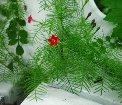 Ipomoea quamoclit, Cypress VIne