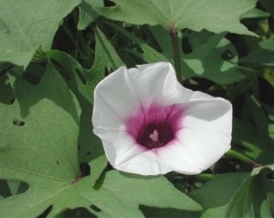 Ipomoea batatas, the Sweet Potato