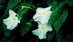 Ipomoea alba, Beach Moonflower