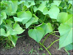 Ipomoea batatas, leaves