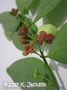 Female flowers, male flowers and fruit