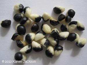 Katuk seeds