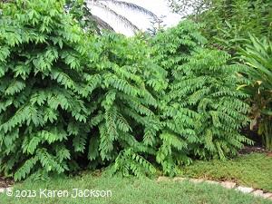 Katuk plants in a home garden. Florida