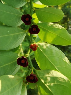 Katuk in blossom