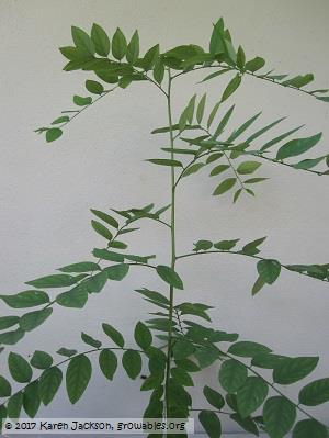 Plant habit: stem with side branches