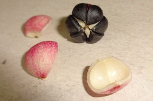 Pink fruit: ripe seeds