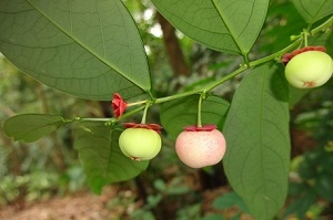 Pink fruit and flower