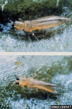 Adults of melon Thrips palmi Karny