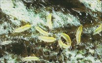 Larvae of melon thrips, Thrips palmi Karny