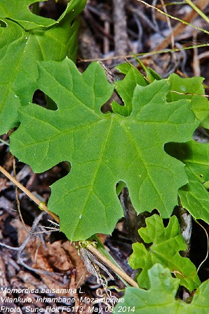 Momordica balsamina