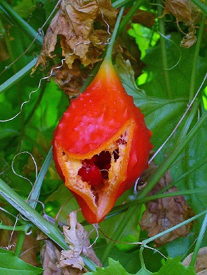 Fruit, splitting open